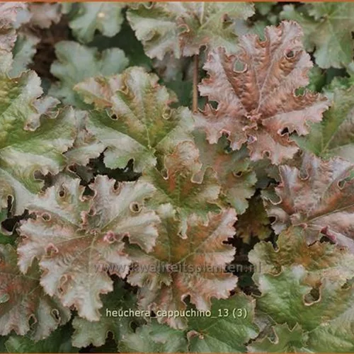 Heuchera 'Cappuchino'