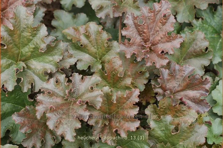 Heuchera 'Cappuchino'