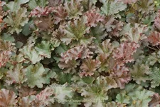 Heuchera 'Cappuchino'