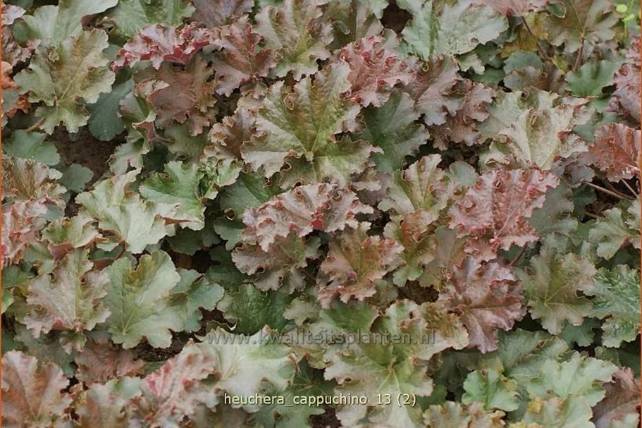 Heuchera 'Cappuchino'