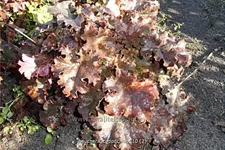 Heuchera 'Cappuchino'