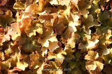 Heuchera villosa 'Caramel'