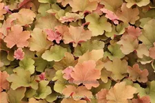 Heuchera villosa 'Caramel'