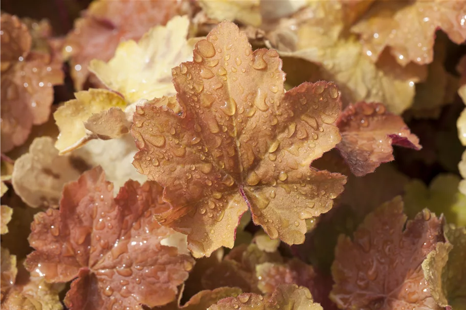 Heuchera villosa 'Caramel'
