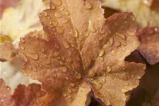 Heuchera villosa 'Caramel'