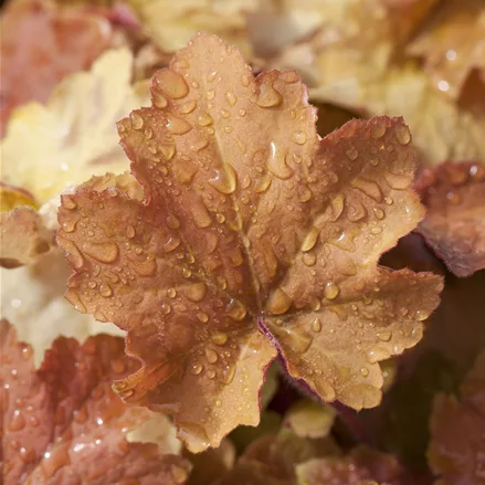 Heuchera villosa 'Caramel'