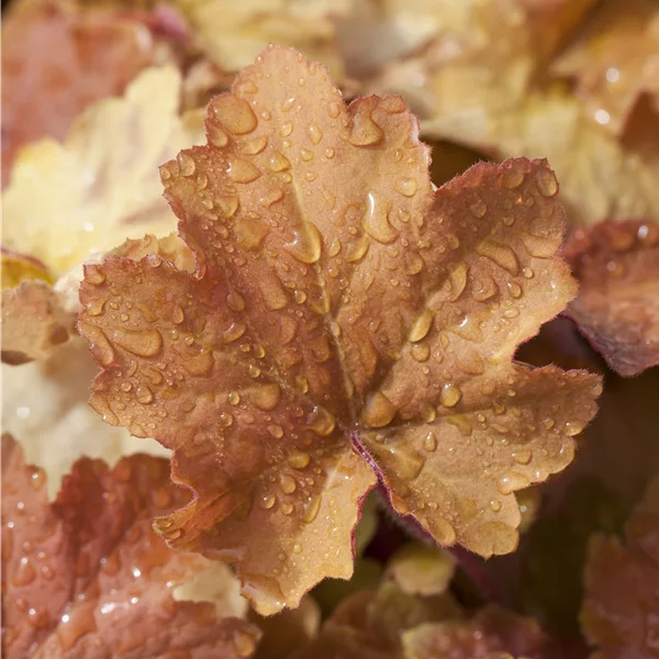 Heuchera villosa 'Caramel'