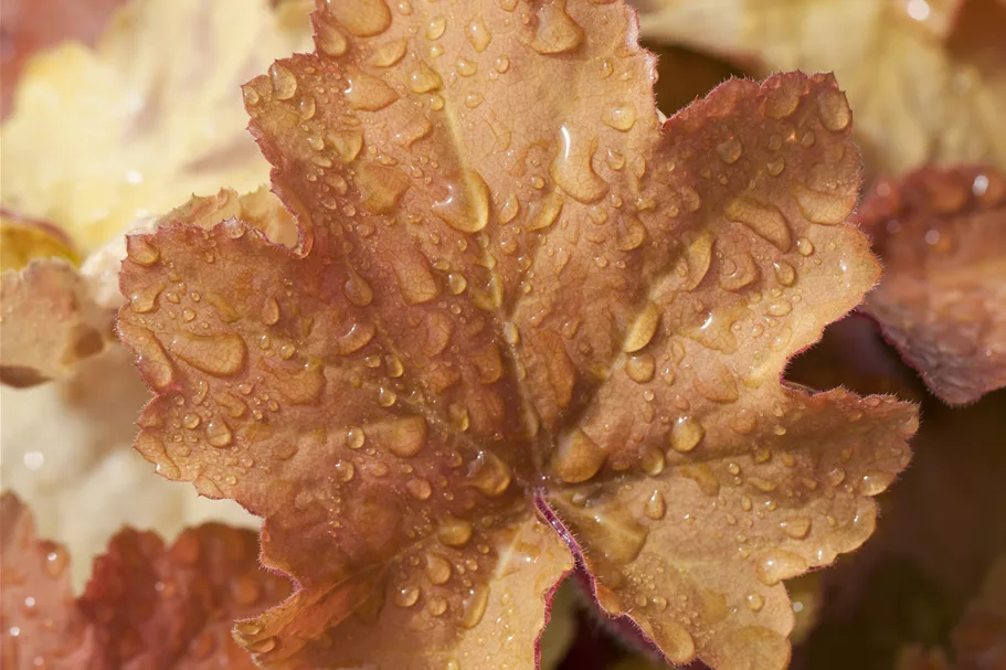 Heuchera villosa 'Caramel'