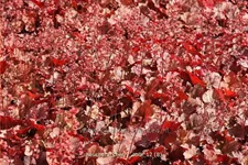 Heuchera micrantha 'Cherry Cola'®