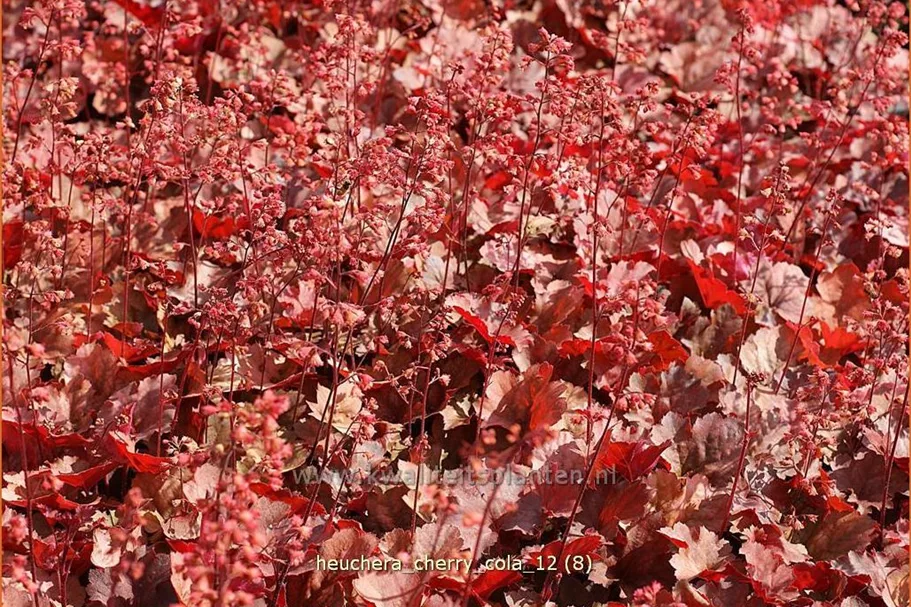 Heuchera micrantha 'Cherry Cola'®