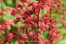 Heuchera micrantha 'Cherry Cola'®