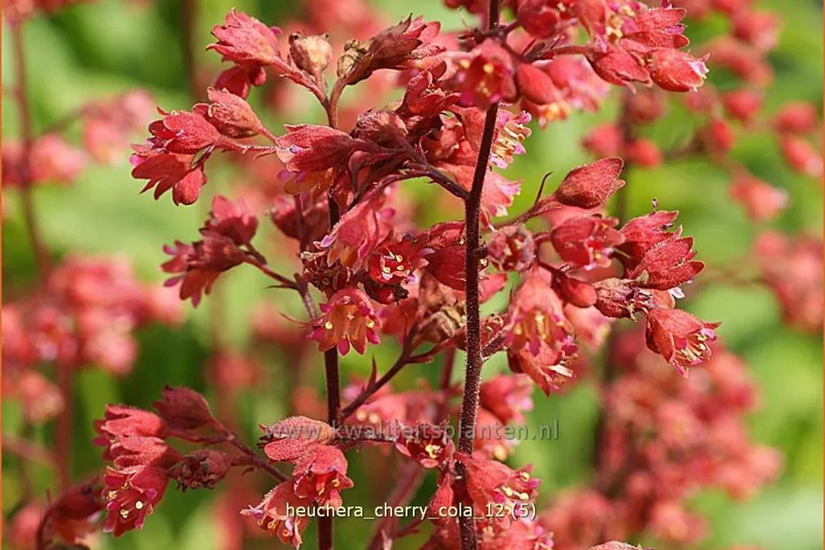 Heuchera micrantha 'Cherry Cola'®