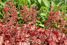Heuchera micrantha 'Cherry Cola'®