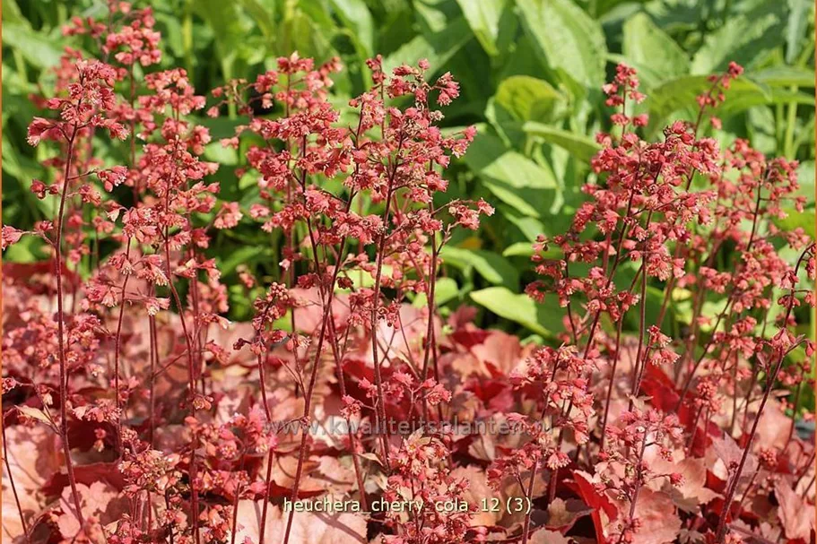 Heuchera micrantha 'Cherry Cola'®