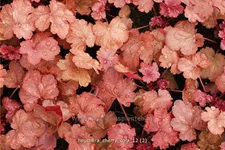 Heuchera micrantha 'Cherry Cola'®