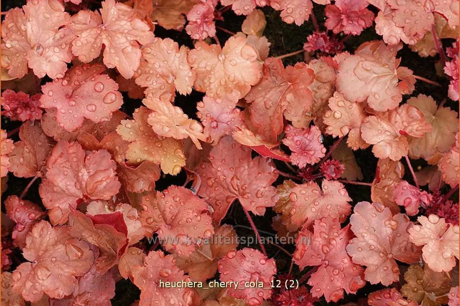 Heuchera micrantha 'Cherry Cola'®