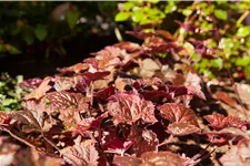 Heuchera micrantha 'Palace Purple'