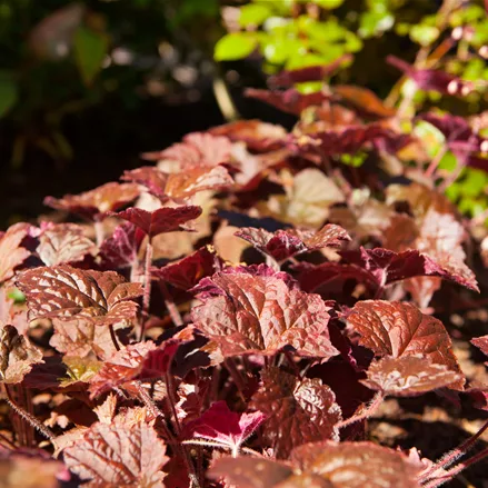 Heuchera micrantha 'Cherry Cola'®
