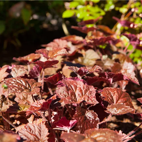 Heuchera micrantha 'Cherry Cola'®