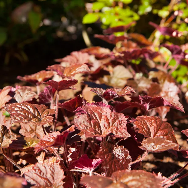 Heuchera micrantha 'Cherry Cola'®