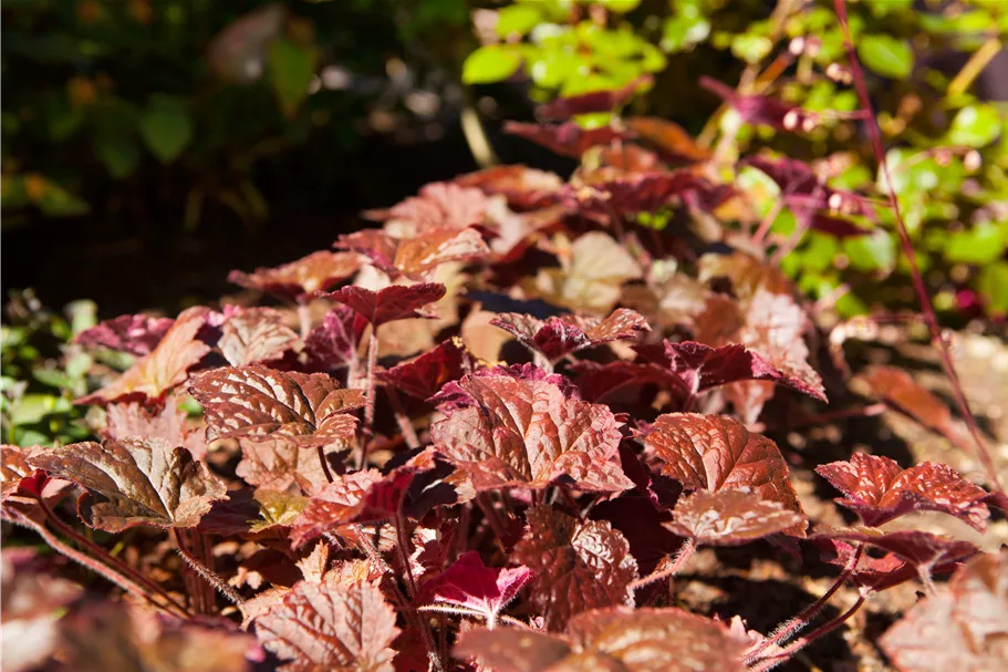 Heuchera micrantha 'Palace Purple'