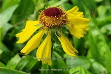 Helenium 'Wesergold'