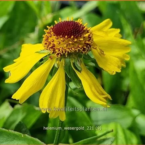 Helenium 'Wesergold'
