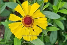 Helenium 'Wesergold'