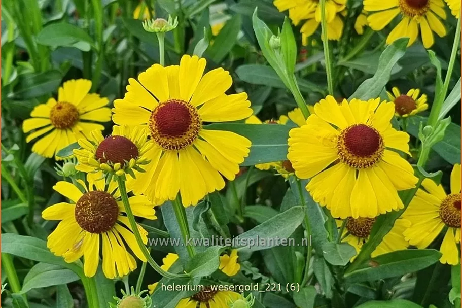 Helenium 'Wesergold'