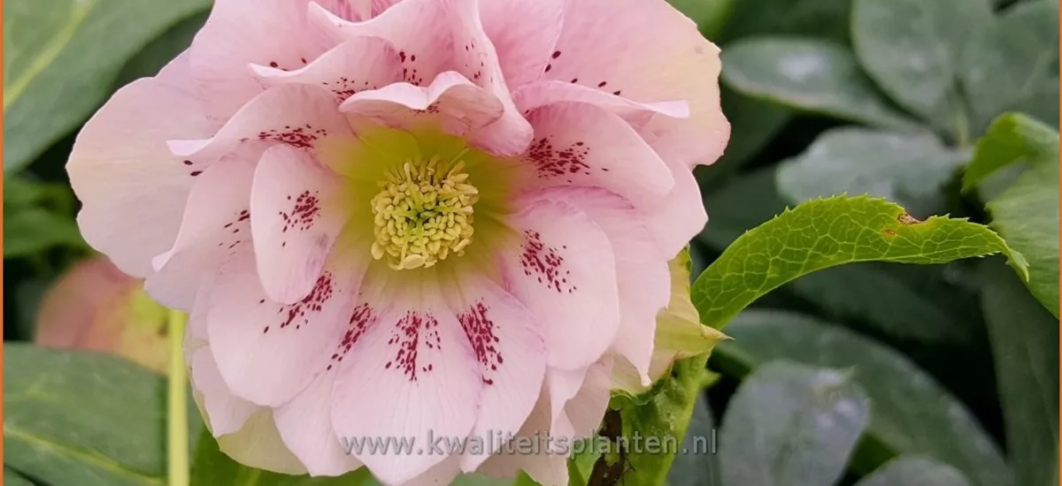 Helleborus orientalis 'Double Ellen Pink Spotted'