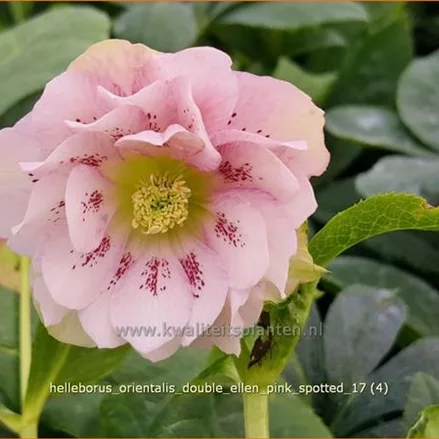 Helleborus orientalis 'Double Ellen Pink Spotted'