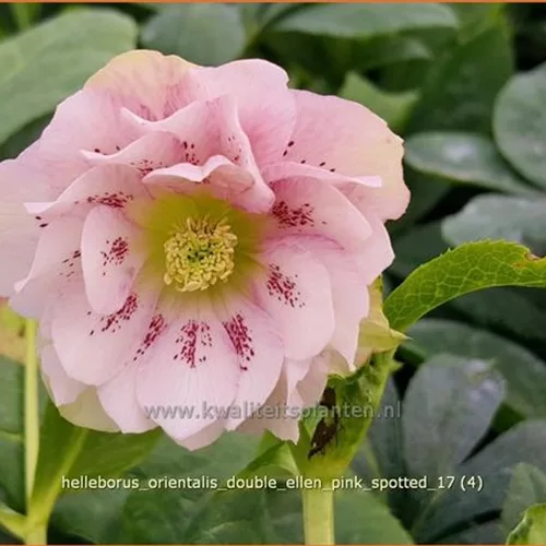 Helleborus orientalis 'Double Ellen Pink Spotted'