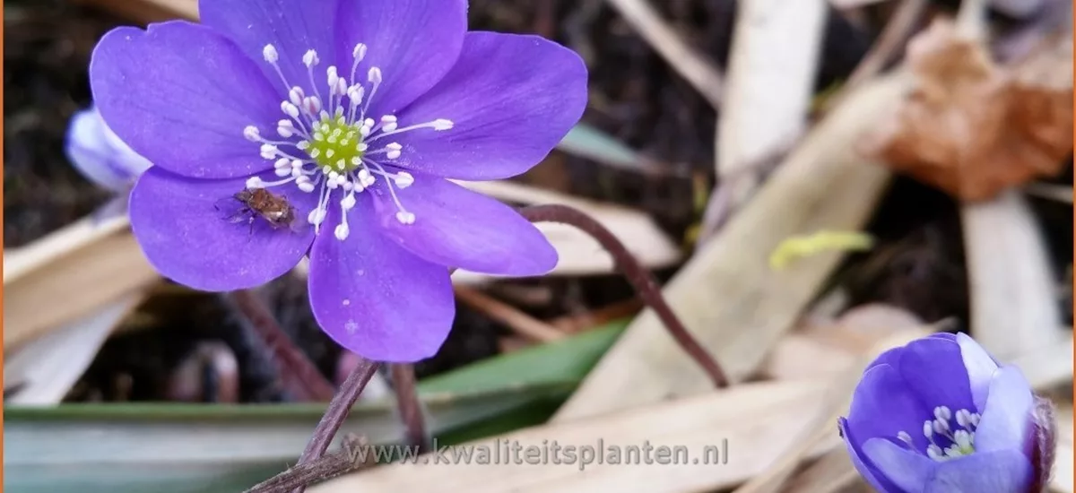 Hepatica nobilis