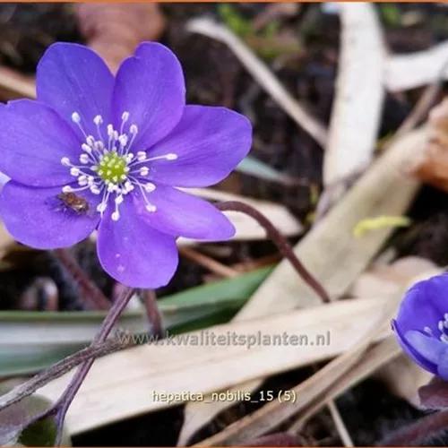 Hepatica nobilis