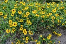 Helenium 'Wesergold'