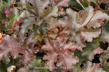 Heuchera micrantha 'Chocolate Ruffles'
