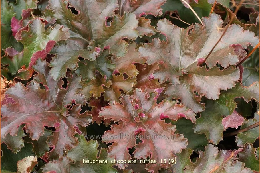 Heuchera micrantha 'Chocolate Ruffles'