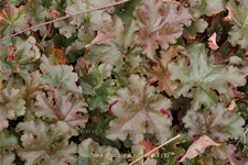 Heuchera micrantha 'Chocolate Ruffles'