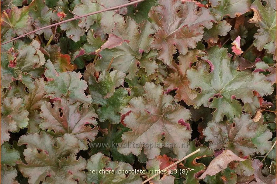 Heuchera micrantha 'Chocolate Ruffles'
