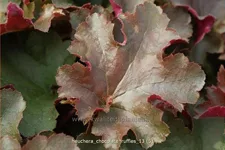 Heuchera micrantha 'Chocolate Ruffles'