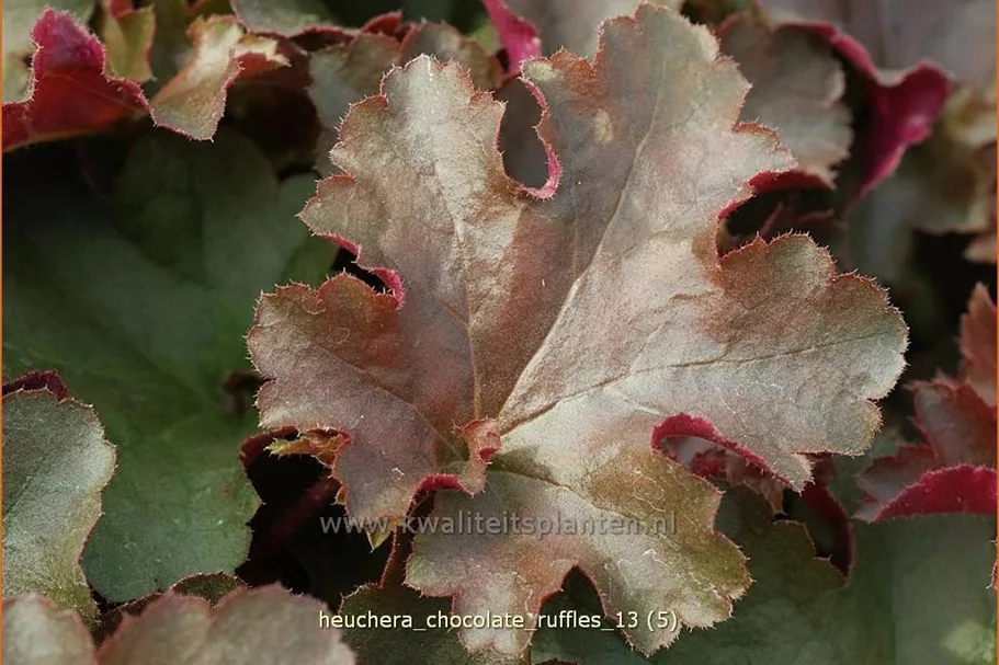 Heuchera micrantha 'Chocolate Ruffles'
