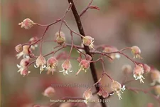 Heuchera micrantha 'Chocolate Ruffles'