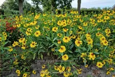 Helenium 'Wesergold'