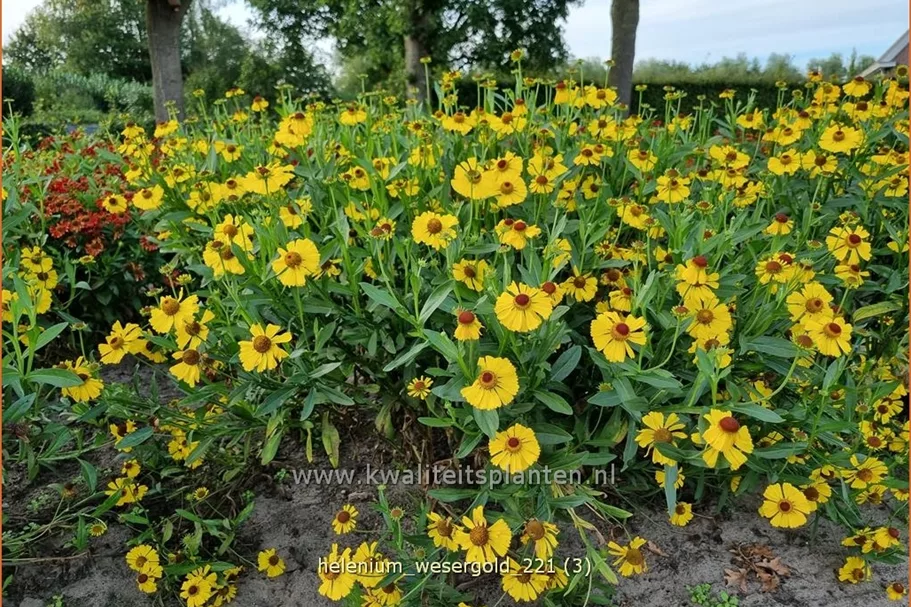Helenium 'Wesergold'