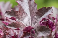 Heuchera micrantha 'Chocolate Ruffles'