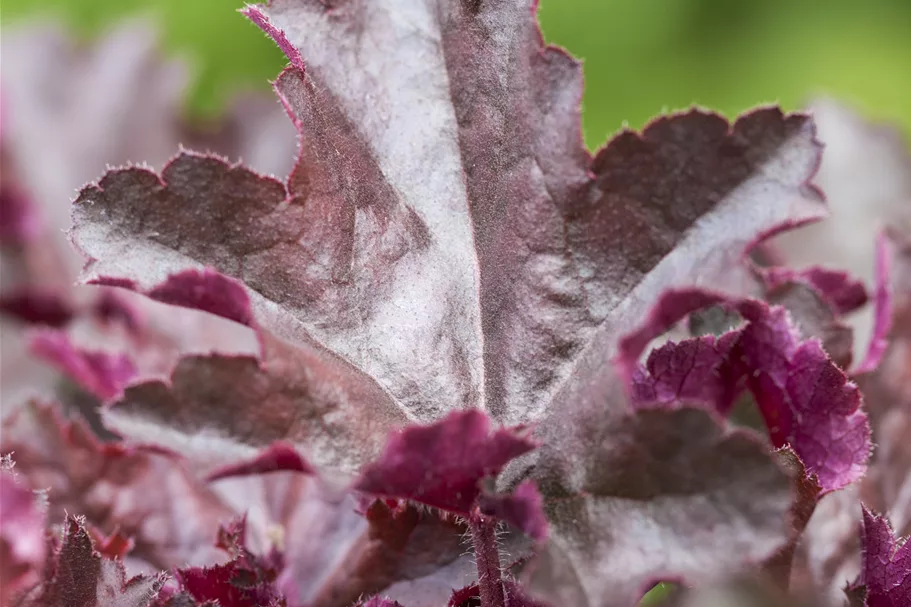 Heuchera micrantha 'Chocolate Ruffles'