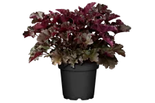 Heuchera micrantha 'Chocolate Ruffles'