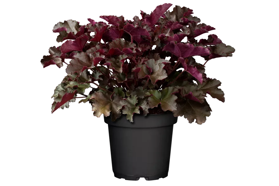 Heuchera micrantha 'Chocolate Ruffles'