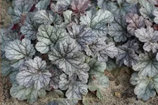 Heuchera micrantha 'Cinnabar Silver'