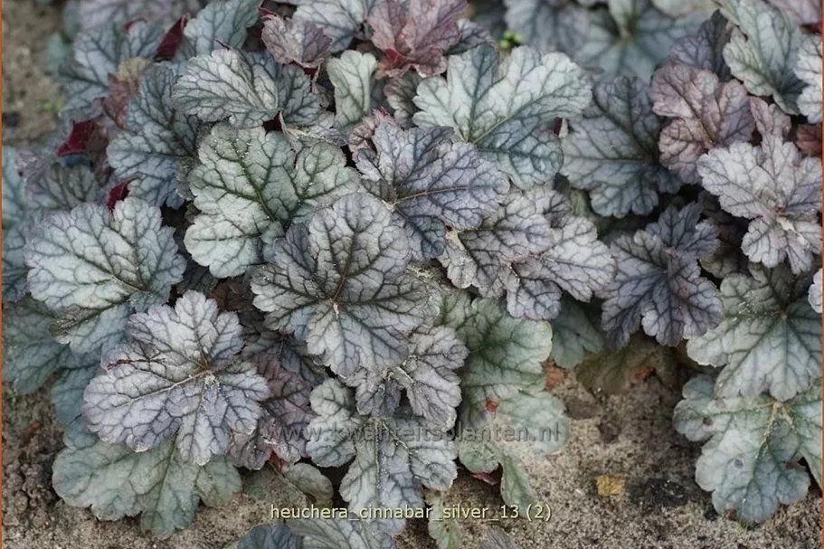 Heuchera micrantha 'Cinnabar Silver'